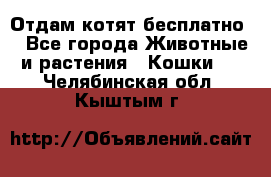 Отдам котят бесплатно  - Все города Животные и растения » Кошки   . Челябинская обл.,Кыштым г.